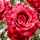 Розы...