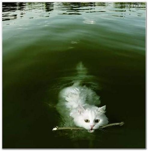 кот в воде