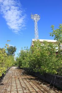 Благие намерения обернулись заросшим пустырем.