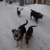 Бродячие собаки Ангарска