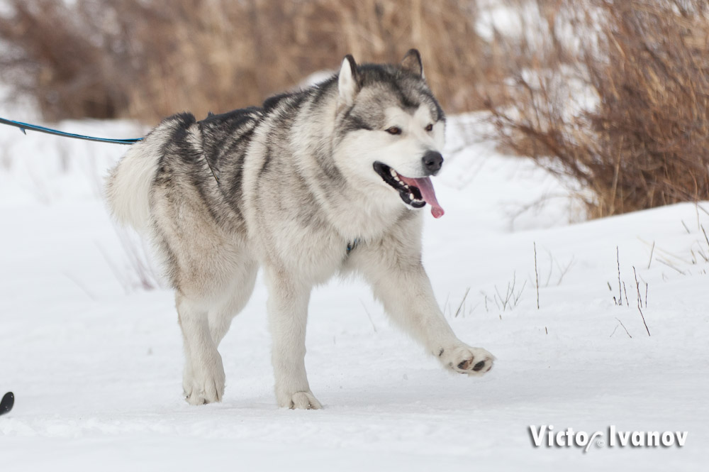 Пропала собака Пропала собака