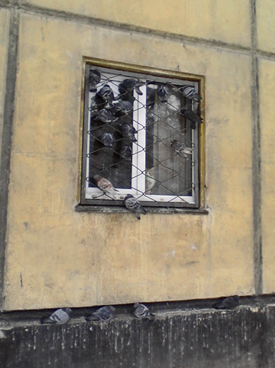 Киса! Позови хозяйку! Мы кушать прилетели!