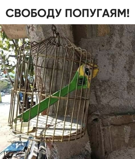 свабоду папугаям)))))))