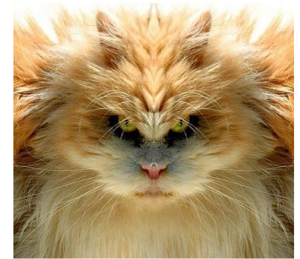 кот узбагаин))))))