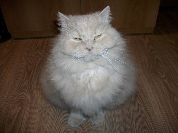 Нежручий мяса котд))))))