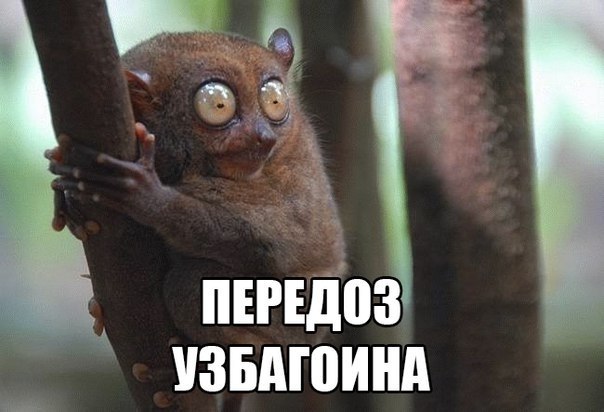 передоз узбагоина))))