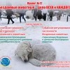 Бездомные животные - дело всех и каждого_1