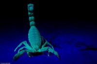 Ультрафиолет