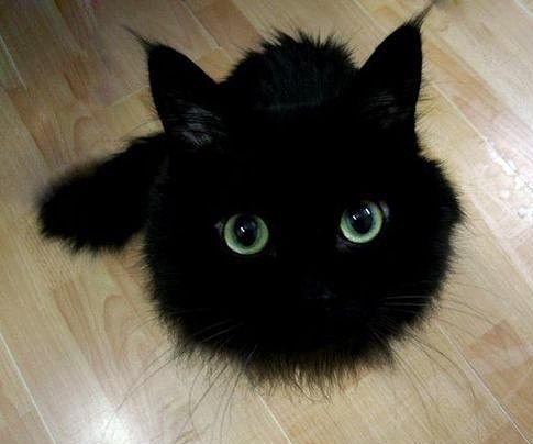 Головокотег)))))