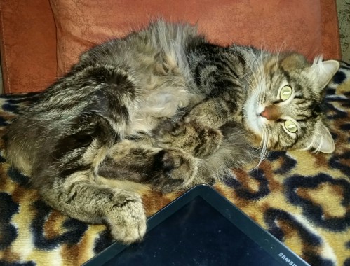 спекулирующий кот-провокатор превратился в тряпку предсказывал погоду планшетно спекулирующий кот-провокатор превратился в тряпку предсказывал погоду планшетно