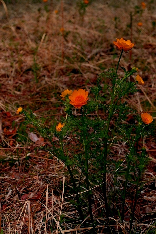 стародубы расцвели
