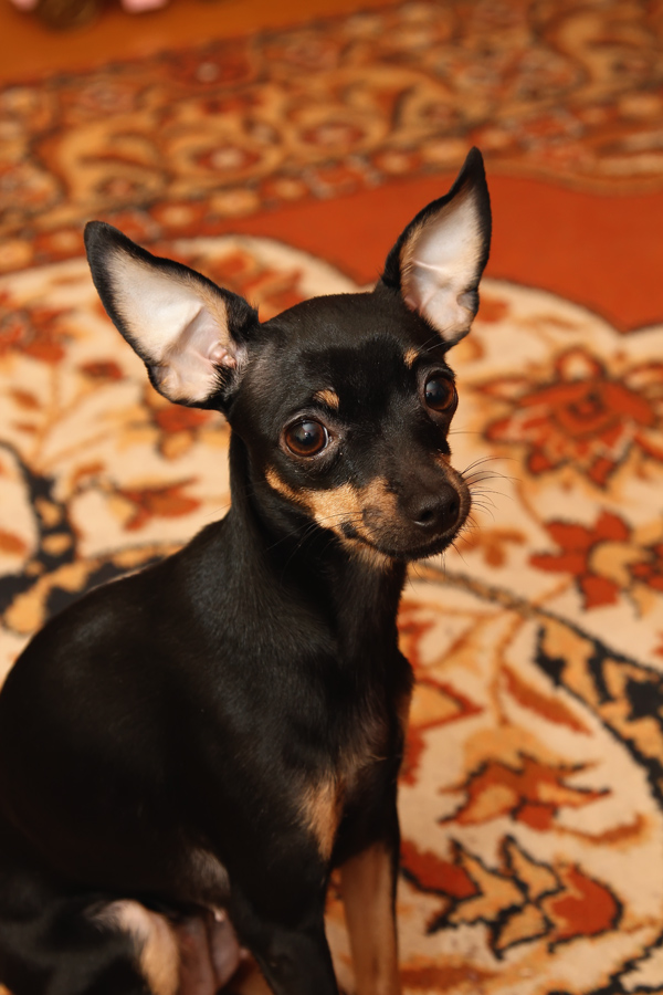 Сторожевой пес =)