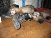 Мамка учит детей расправлятся с обувью