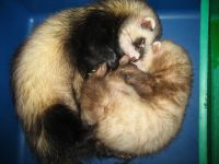 Хорьки мои: Это наши малыши спят