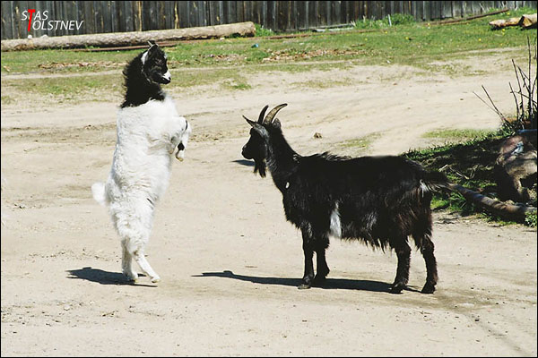 Рядовой Козлов! -Я!