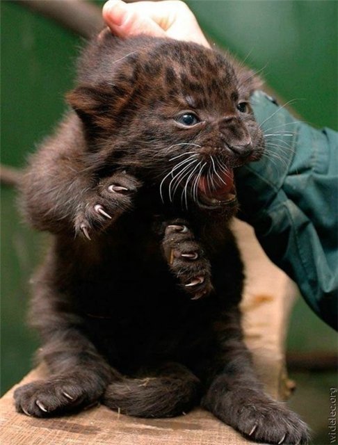 Его бы так за шкварник