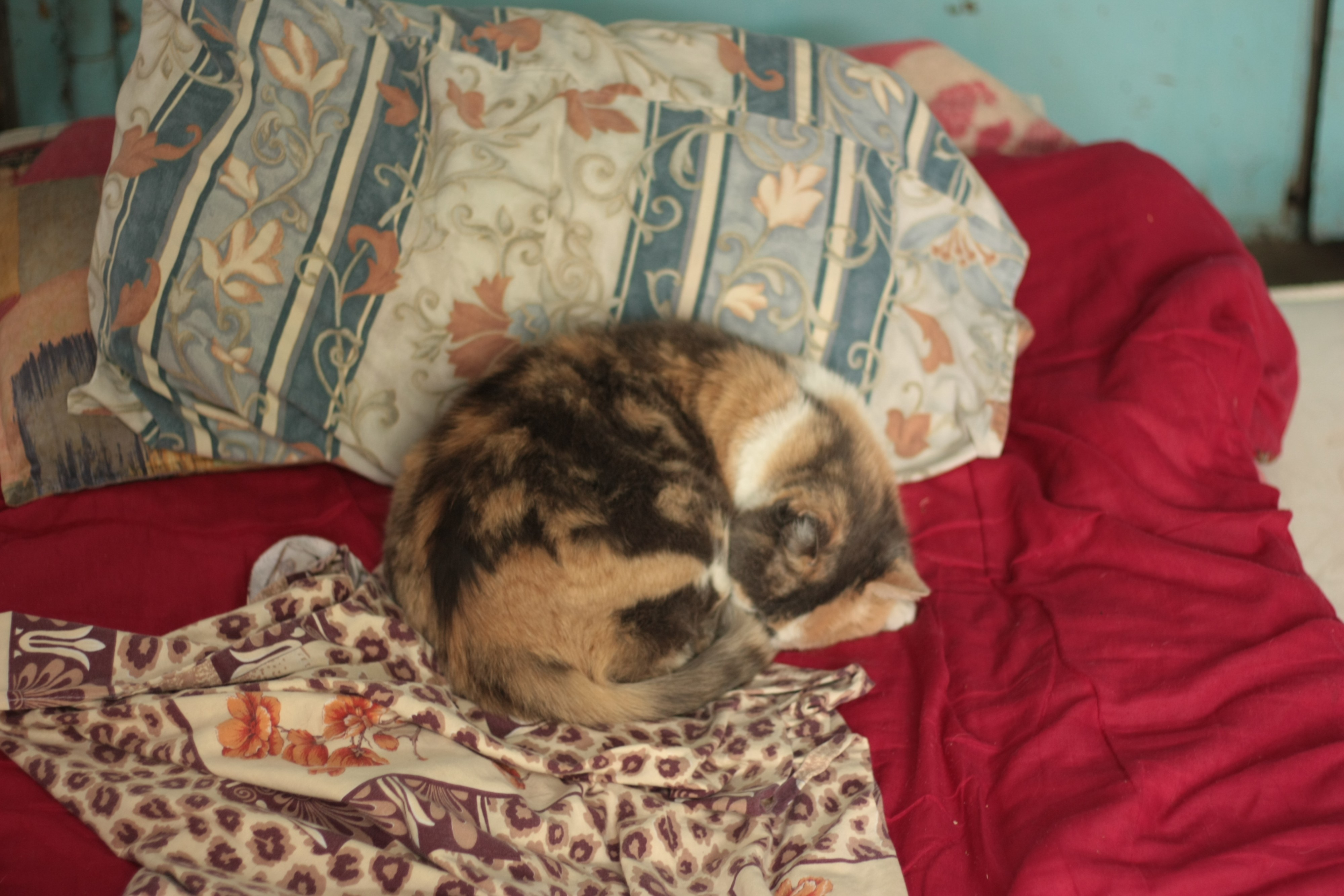 Южный котэ Южный котэ