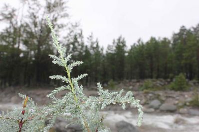 Фото №6 - Аршан,после дождя: 15 Августа