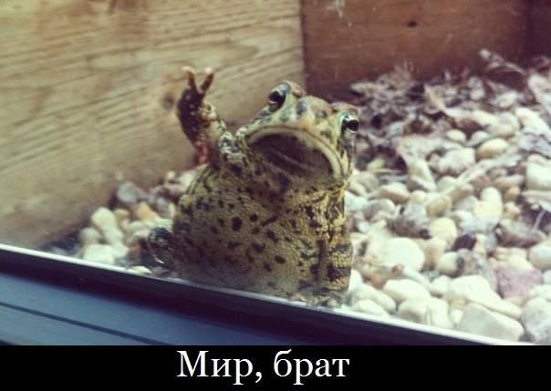 мир, брад))))))
