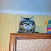 кот-узкоглаз)))))))