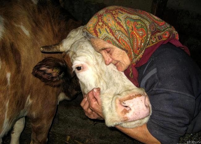 телячьи нежности