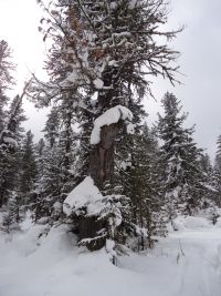 стражник молчаливый