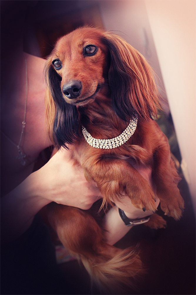 Мисс Gessika nomber one или длинношерсткая королевская такса ищем породистого жениха)