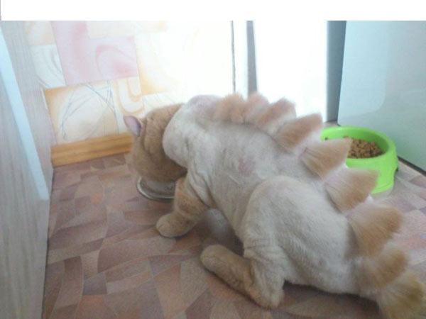 дикобраз )))