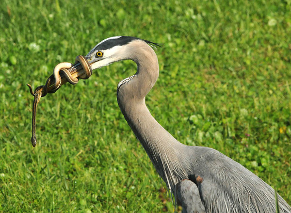 Большой птиц