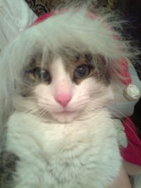 С Новым годом,товарищи!