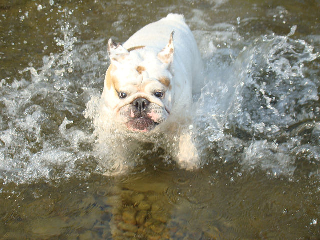 русалка-бульдозер :)