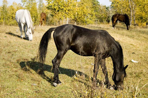 осень ангарская