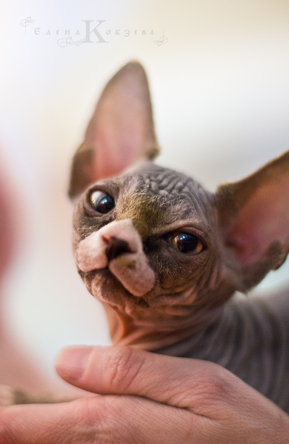 Я обаяшка, правда?