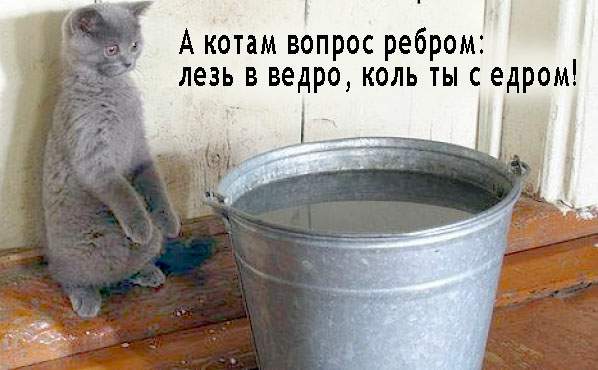 котам разнообразным посвящается