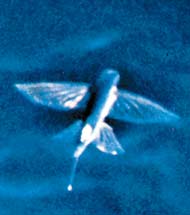 Летучая рыпка