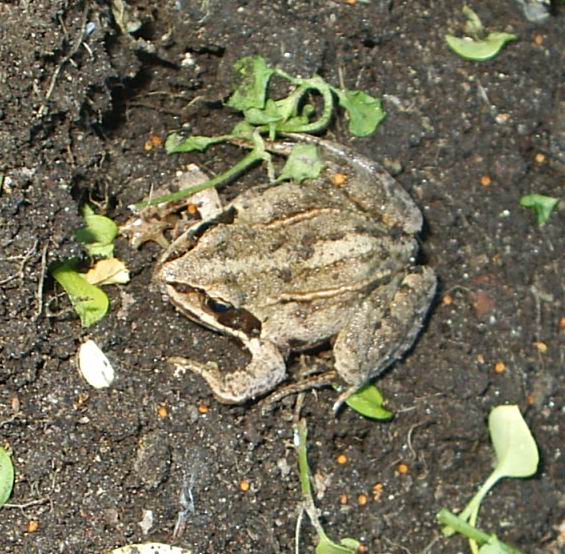 Лягушка-чесночница