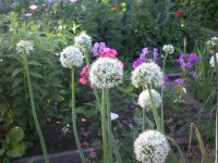 Цветок...лучочечный))))ыыыггг