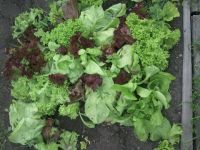 Салатиг для Сирёги