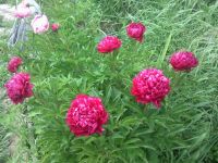 Сирёгины пионы