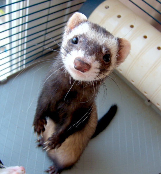 Взято с яндекс рисунки