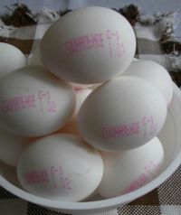 Яйца социальные